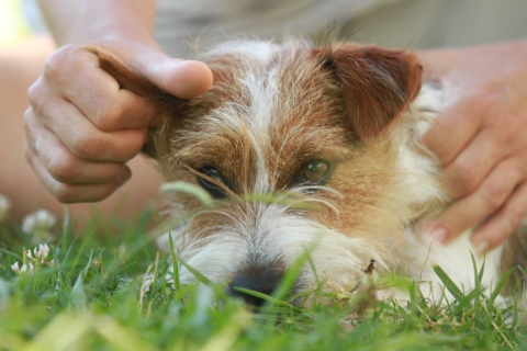 TTouch® for You and Your Dog